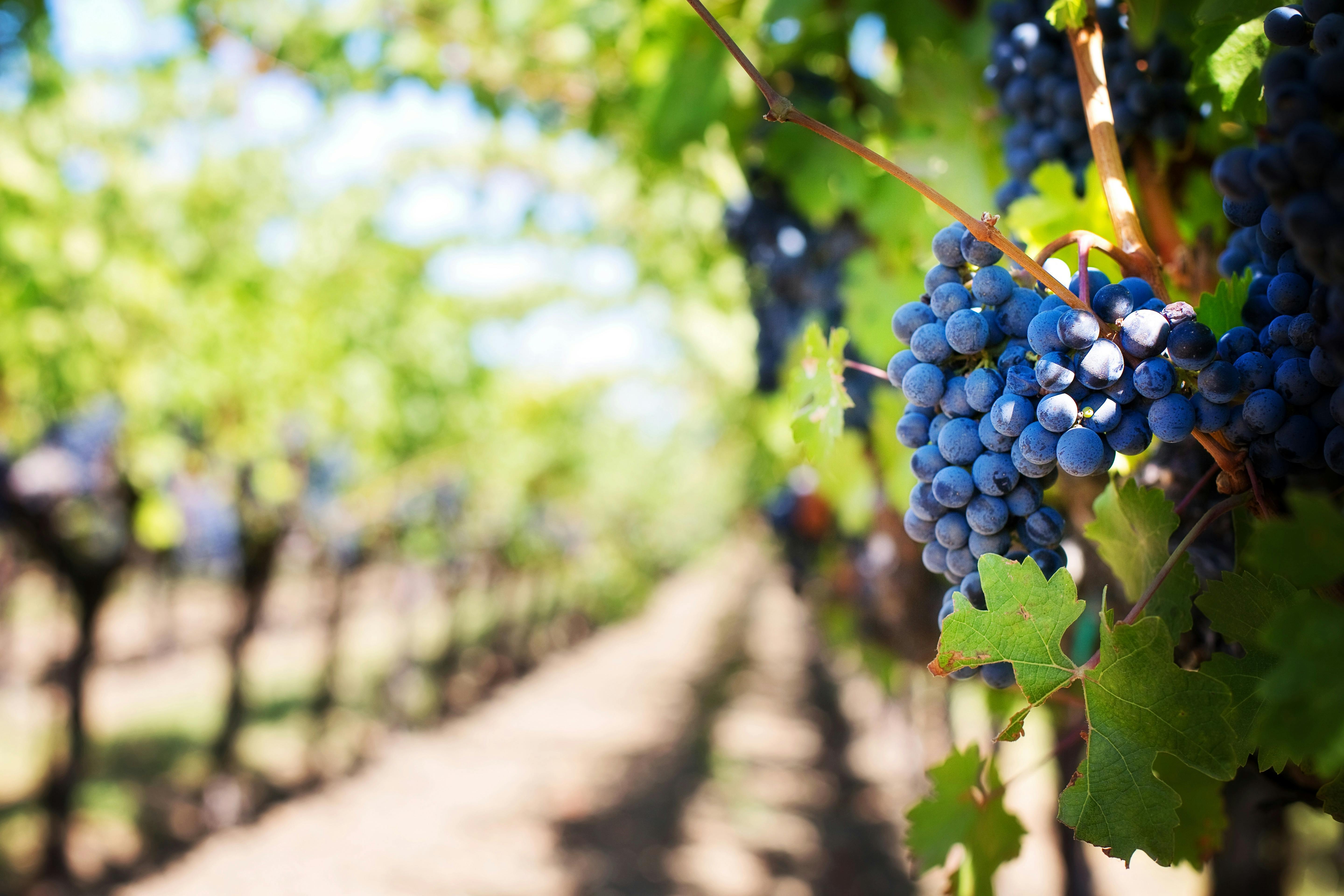 Les Délices de Rocheclaire - histoire et passion du vin